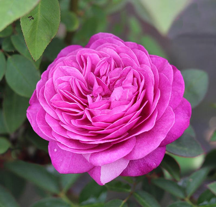 Buy Purple Roses | Henry Street Nursery