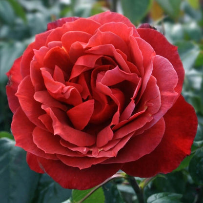 Hot Chocolate Colour Red  Good Fragrance  Hybrid Tea