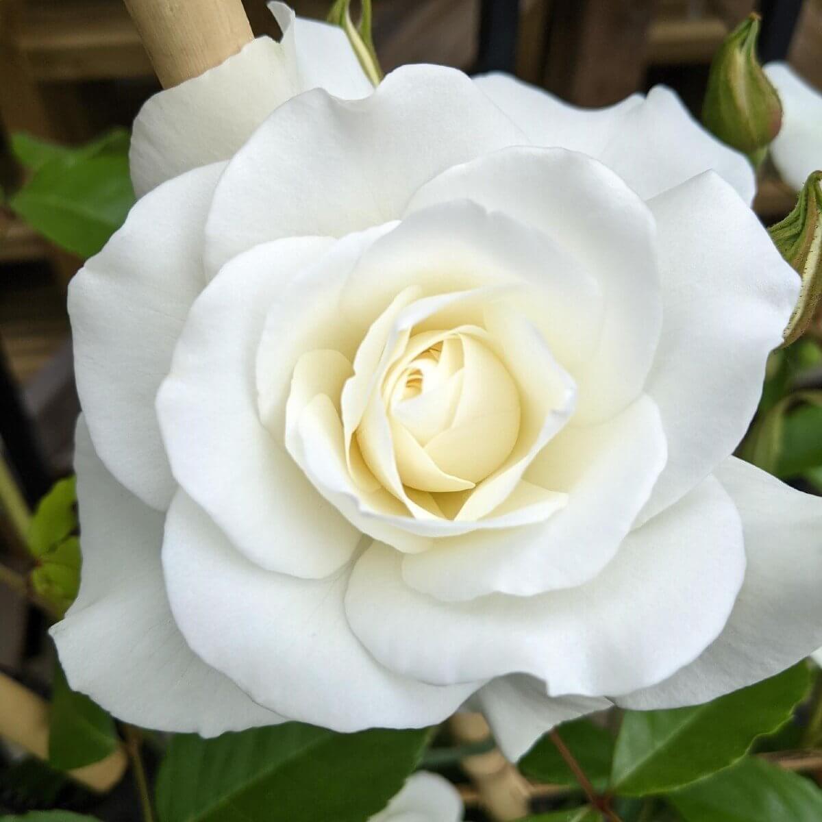 Iceberg Climber Colour Mixed Colour  Colour Pink Colour White    Climbing Rose