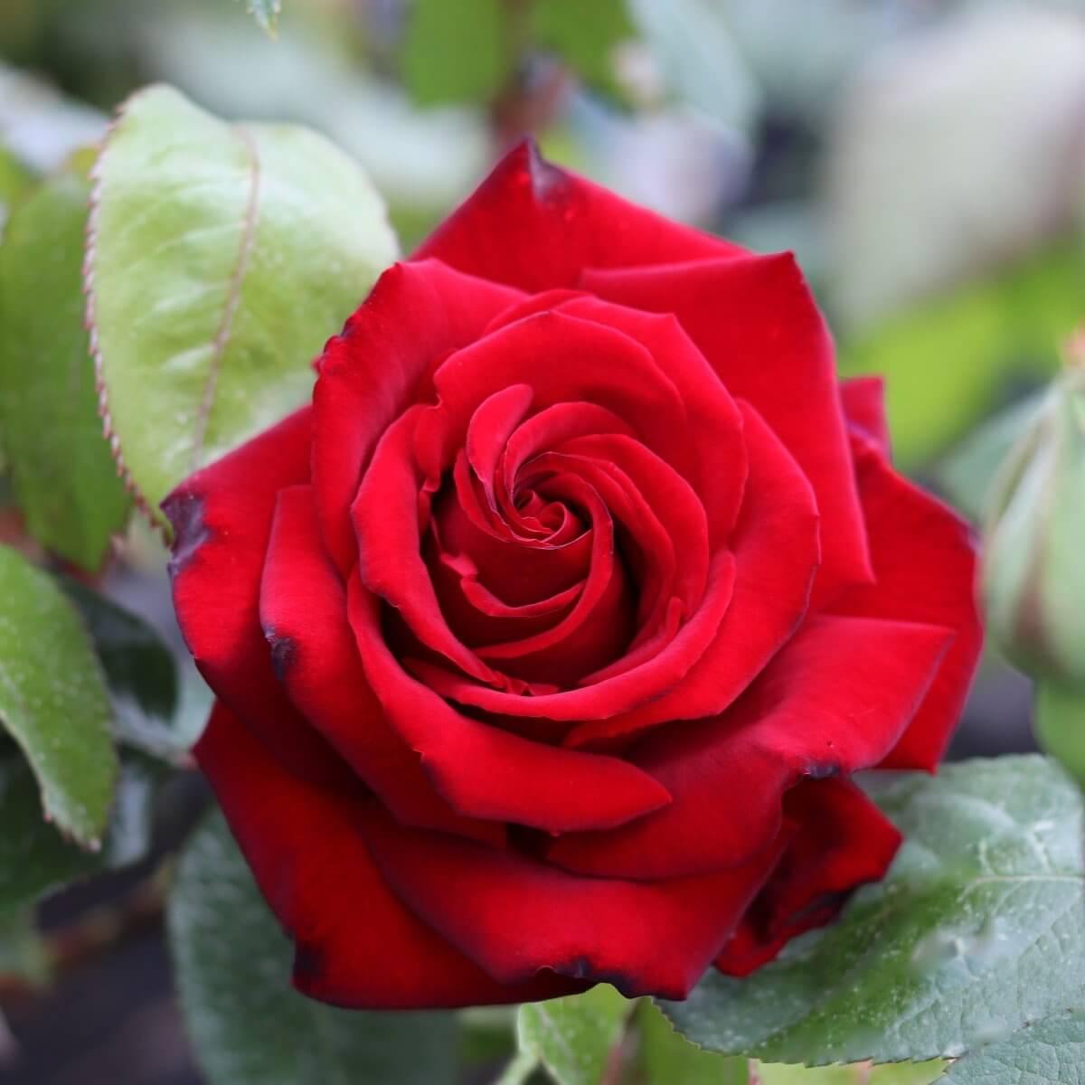 Ingrid Bergman Colour Red  Light Fragrance  Hybrid Tea