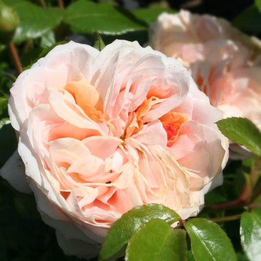 Joie De Vivre Colour Cream  Light Fragrance Rose of the YearRose of the Year Winners  Floribunda
