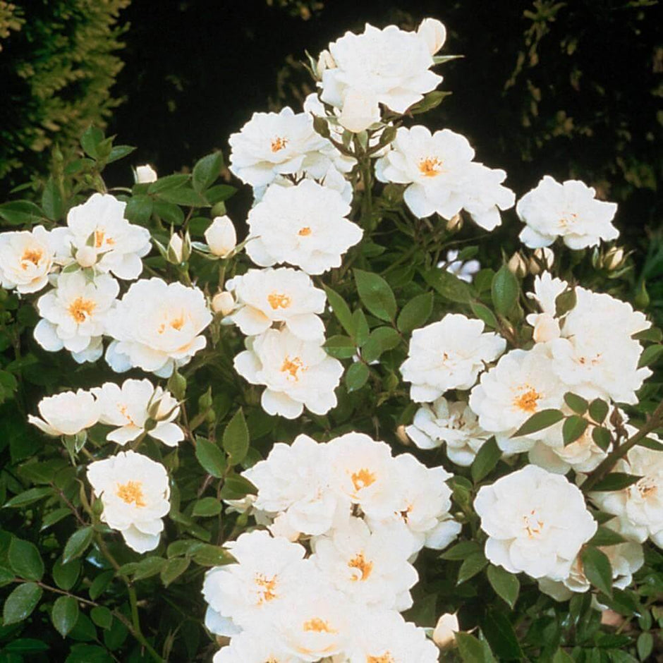 White Roses – Henry Street Nursery