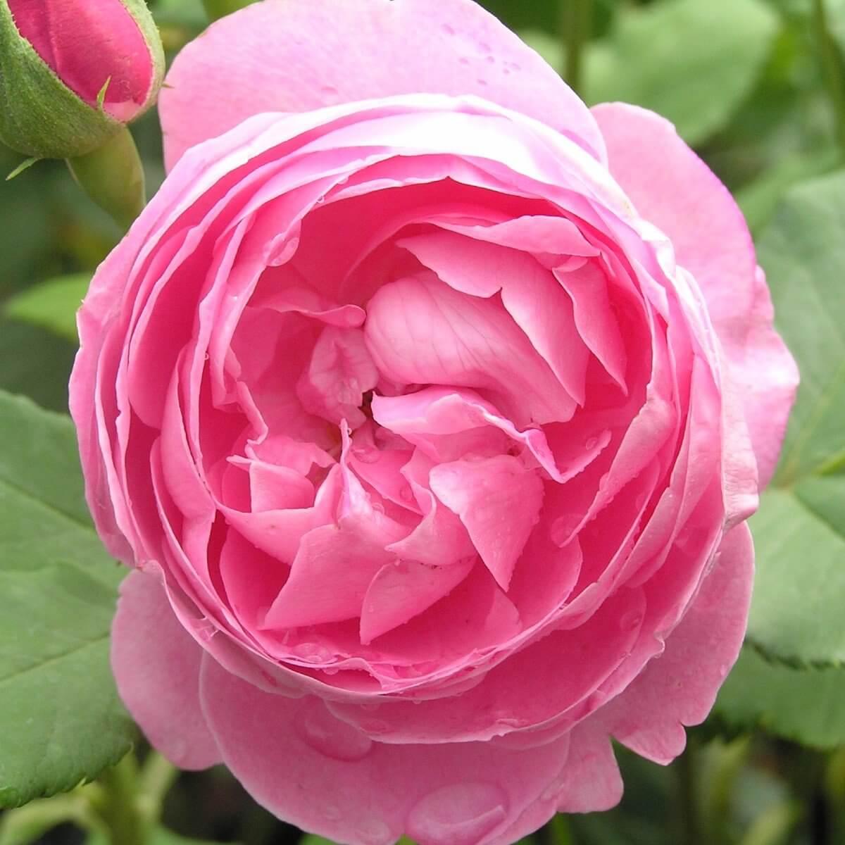 La Reine Victoria Colour Pink  Good Fragrance  Shrub