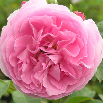 Louise Odier (Shrub) - Henry Street Nursery