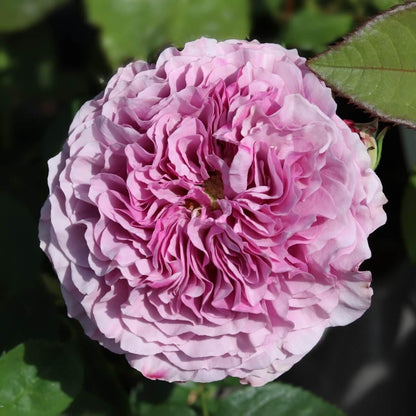 Lavender Ice Colour Purple    Cottage Garden Rose  Hybrid Tea