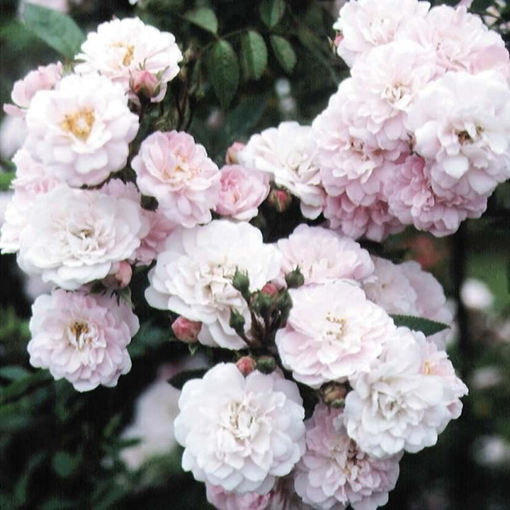 Fragrant Climbing / Rambling Roses – Henry Street Nursery
