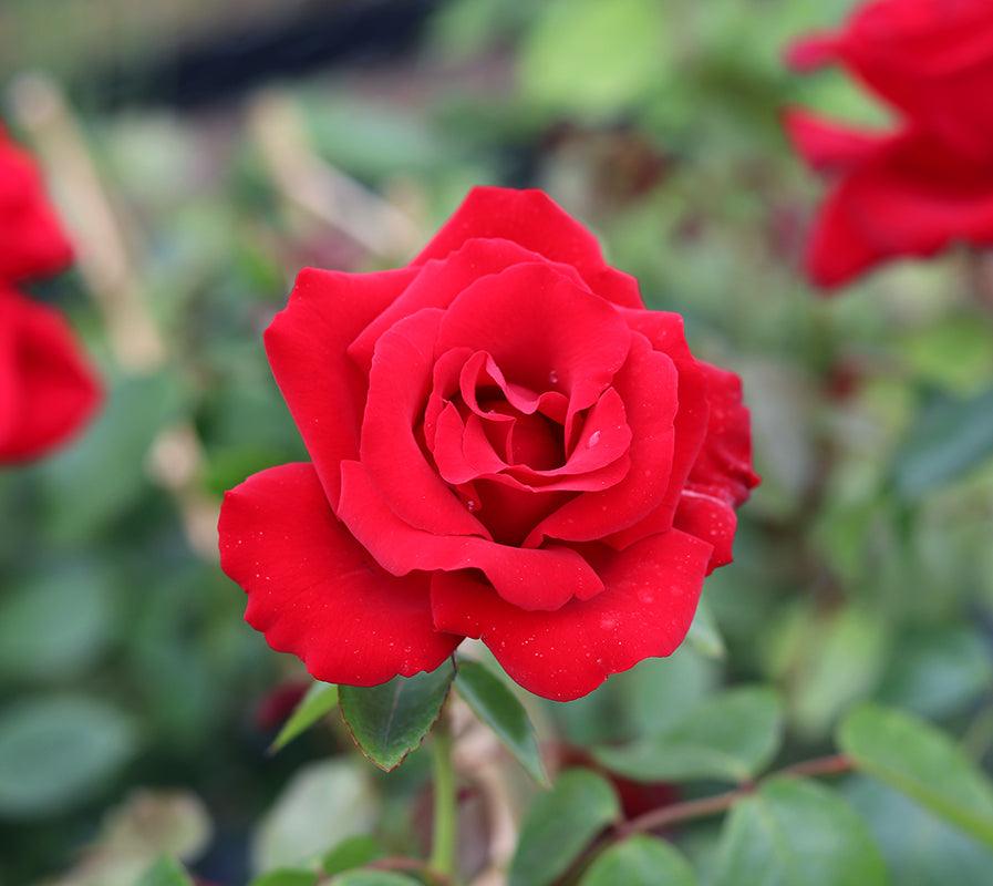 Love Knot Patio Climbing Rose 5 5ltr Potted Henry Street Nursery love-knot-patio-climbing-rose-5-5ltr-potted-henry-street-nursery