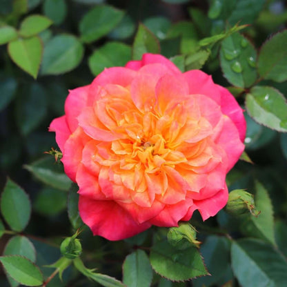 Mandarin (Patio) - Henry Street Nursery