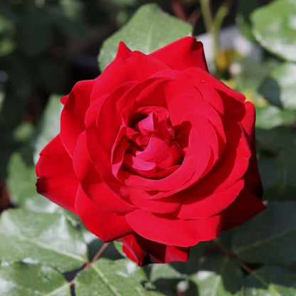 Marlene (Bush) - Henry Street Nursery