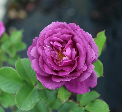 Minerva (Bush) - Henry Street Nursery