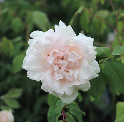 Mme Alfred Carriere (Climber) - Henry Street Nursery