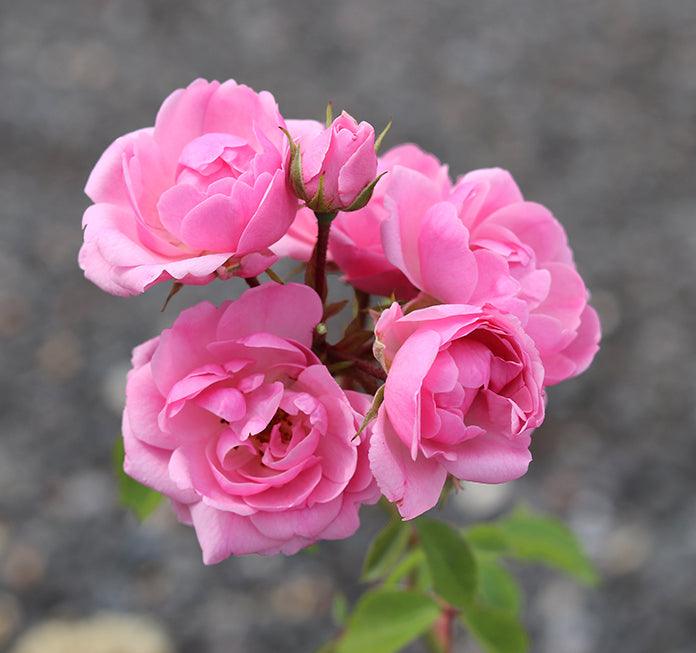 Madame Gregoire Staechelin (Rambler) - Henry Street Nursery