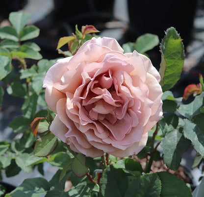 Mocha Rosa (Bush) - Henry Street Nursery