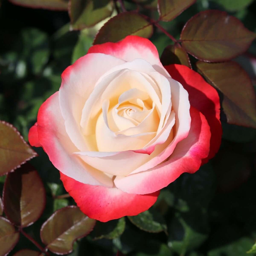 Regular Roses Standard Roses | Henry Street Nursery