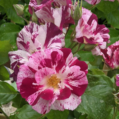 Oh Wow! Colour Mixed Colour  Colour Purple Colour White  Light Fragrance  Climbing Rose