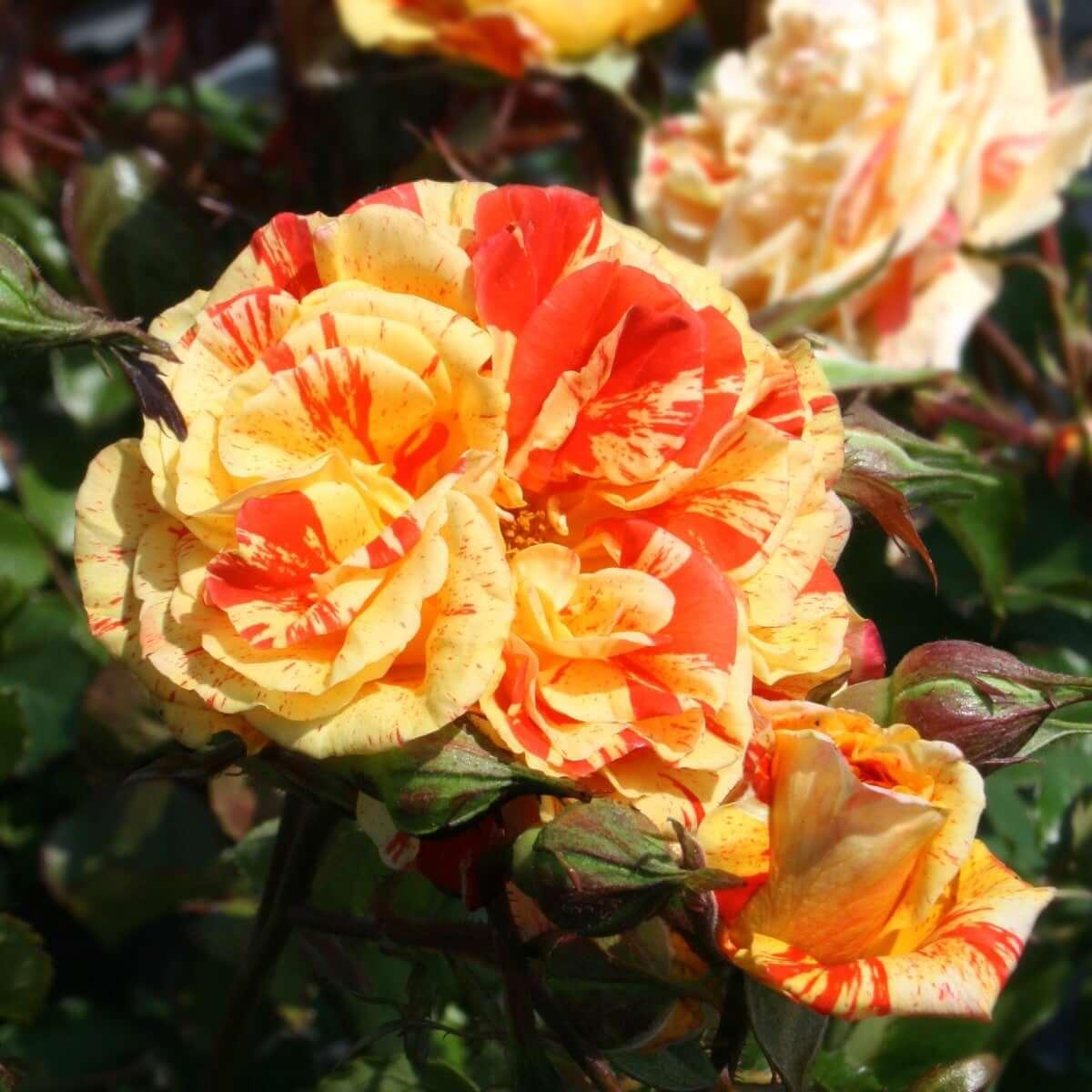 Lemon Roses Oranges And Lemons Rose