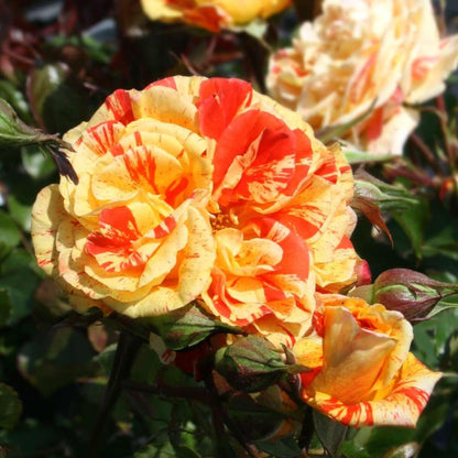 Oranges & Lemons (Bush) - Henry Street Nursery