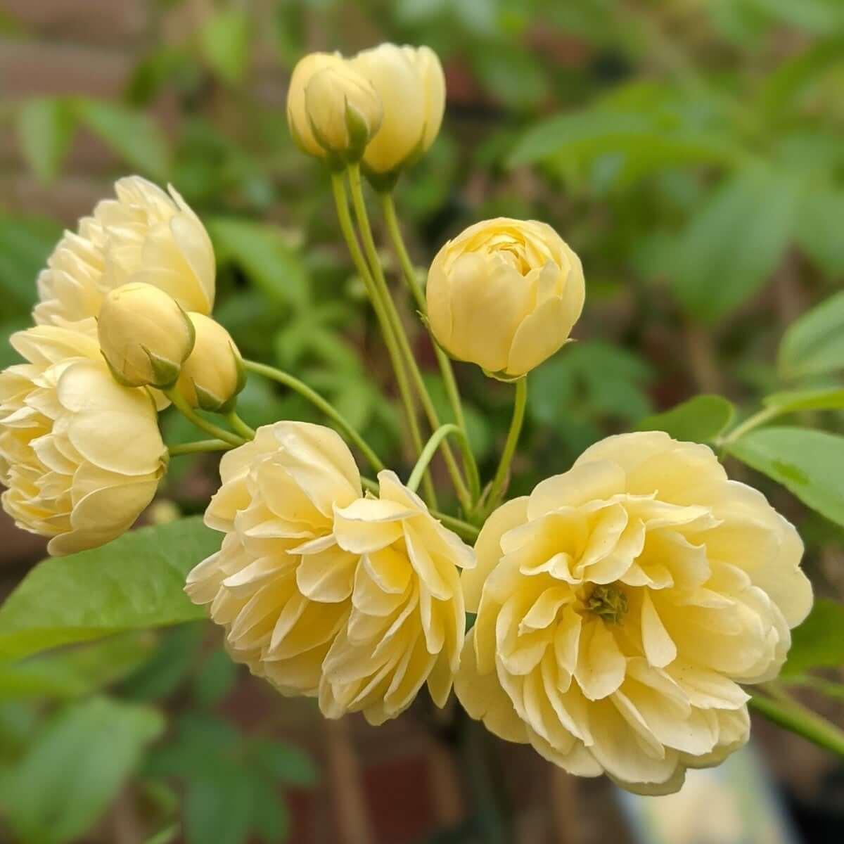 Banksia Lutea (Rambler) - Henry Street Nursery