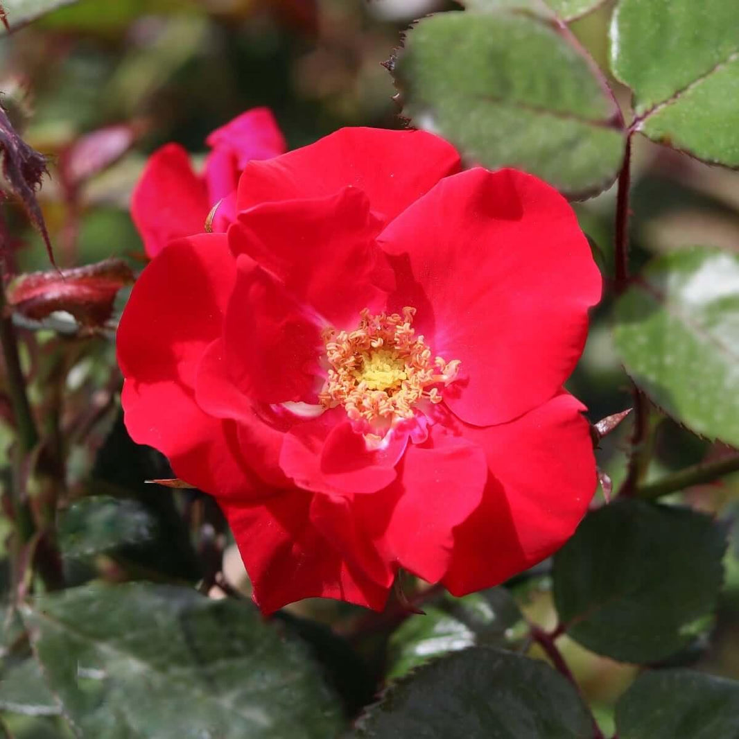 Roses for North Walls | Henry Street Nursery