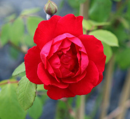 Paul's Scarlet (Rambler) - Henry Street Nursery