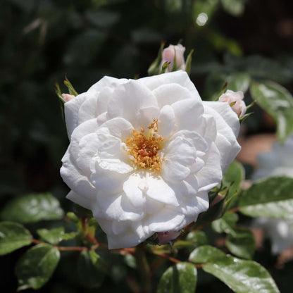 Pearl Wishes (Patio) - Henry Street Nursery