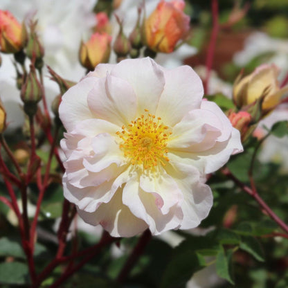 Penelope (Shrub) - Henry Street Nursery