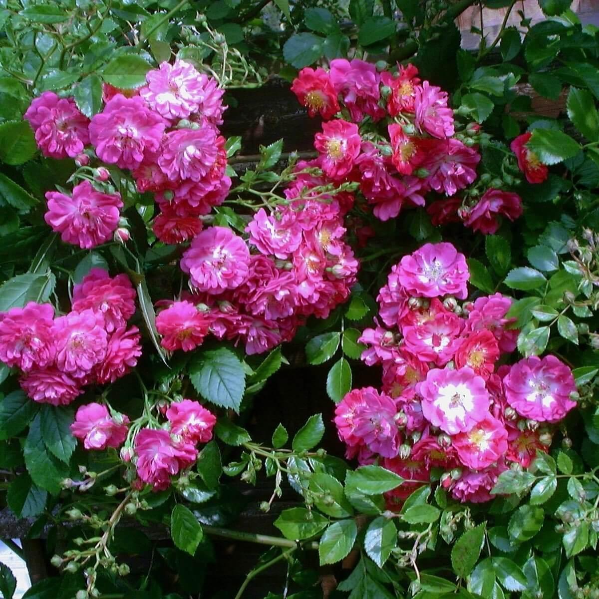 Perennial Blue weeping standard rose 1.25m – unique lilac-purple clusters cascading, repeat-flowering