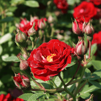 Peter Pan Colour Red    Patio