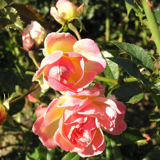 Phyllis Bide (Climber) - Henry Street Nursery