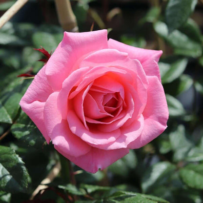 Pink Perpetue (Climber) - Henry Street Nursery