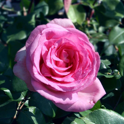 Pink Perfection (Bush) - Henry Street Nursery