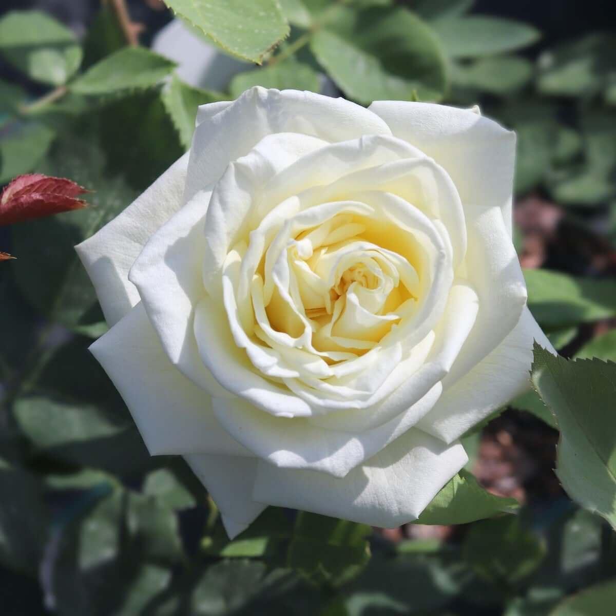 Polar Raspberry Rose Polar Star |Rose Plant|4ltr potted – Henry Street Nursery