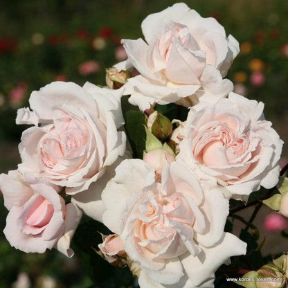 Pretty Parfuma (Bush) - Henry Street Nursery