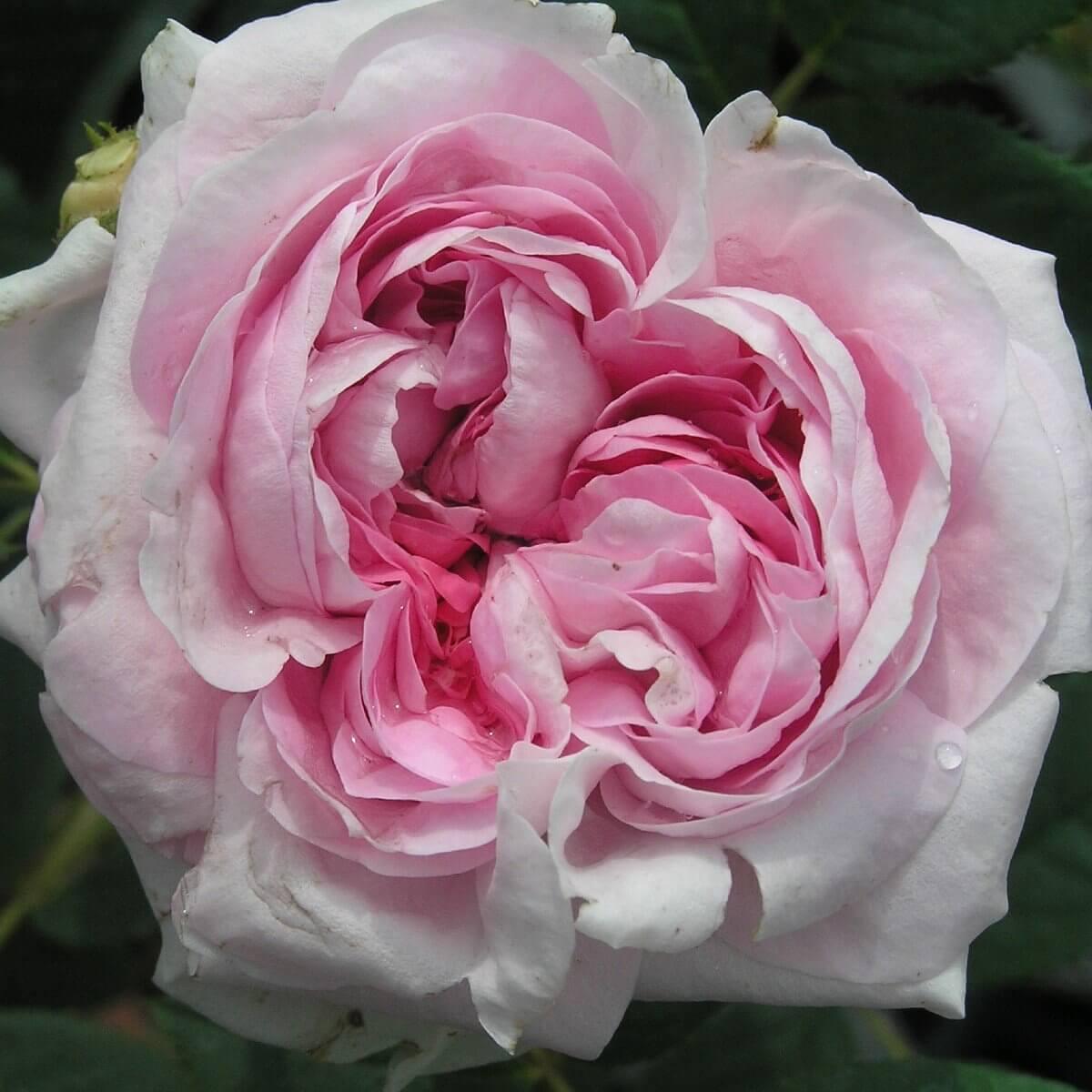 Denmark Roses Queen Of Denmark |Shrub Rose |5.5ltr potted – Henry Street Nursery
