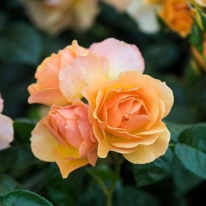 Queen Bee (Floribunda) - Henry Street Nursery