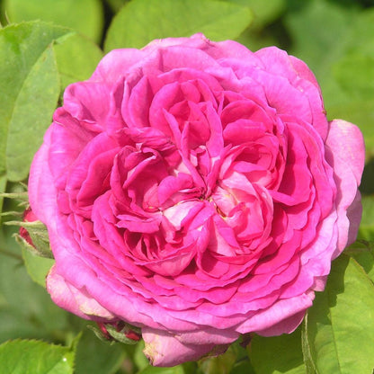 Reine de Violettes (Shrub) - Henry Street Nursery