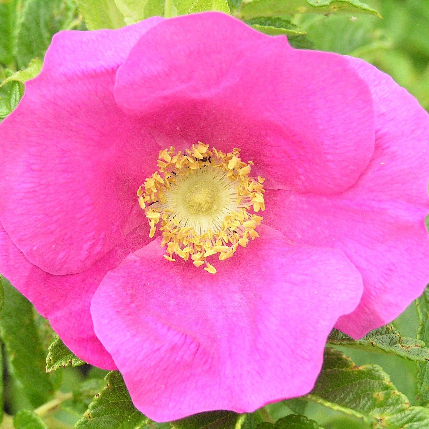 Rugosa Rubra (Hedging) - Henry Street Nursery