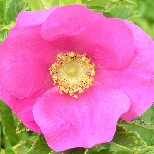 Rugosa Rubra (Hedging) - Henry Street Nursery