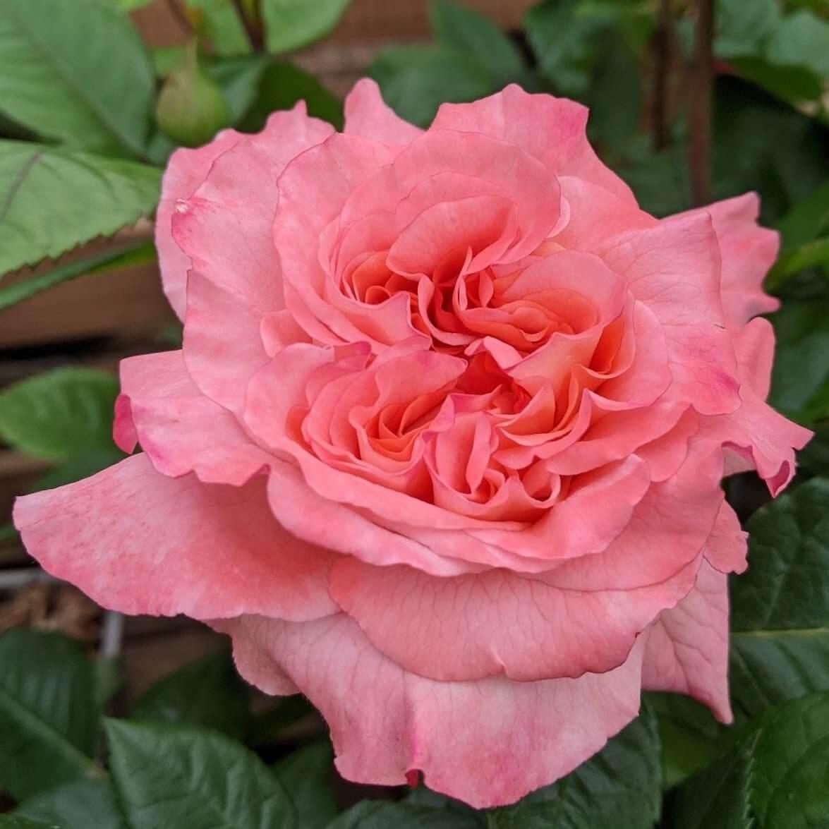 Rachel Colour Cream Colour Mixed Colour  Colour Pink  Exceptional Fragrance  Cottage Garden Rose  Hybrid Tea