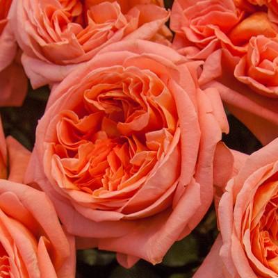 Rene Goscinny (Bush) - Henry Street Nursery