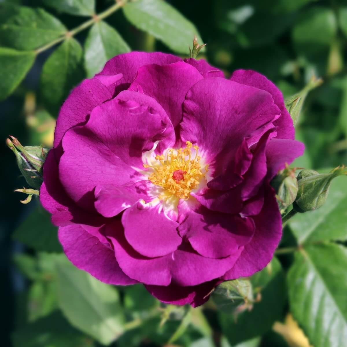 Rhapsody In Blue Colour Purple  Good Fragrance Rose of the YearRose of the Year Winners  Floribunda