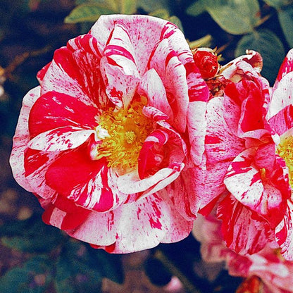 Rosa Mundi (Shrub) - Henry Street Nursery