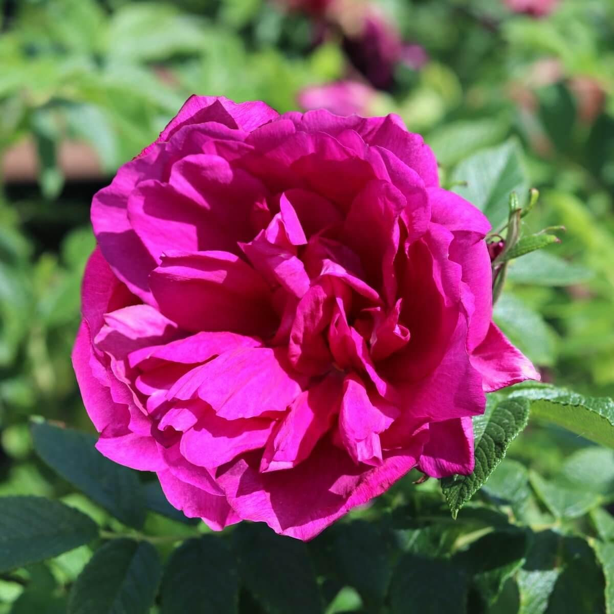 Roseraie De L'hay Colour Pink Colour Purple  Good Fragrance  Shrub
