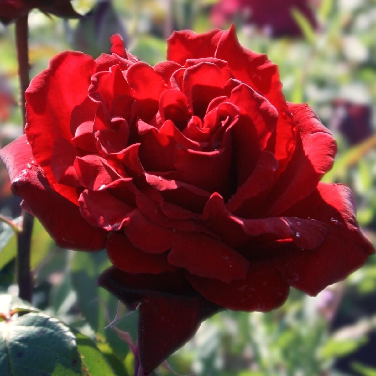Royal William Colour Red  Good Fragrance Rose Of The YearRose Of The Year Winners  Hybrid Tea