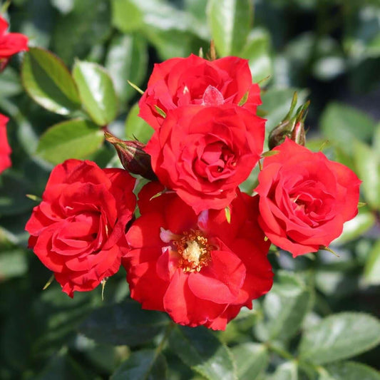Ruby Wedding Anniversary Roses – Henry Street Nursery