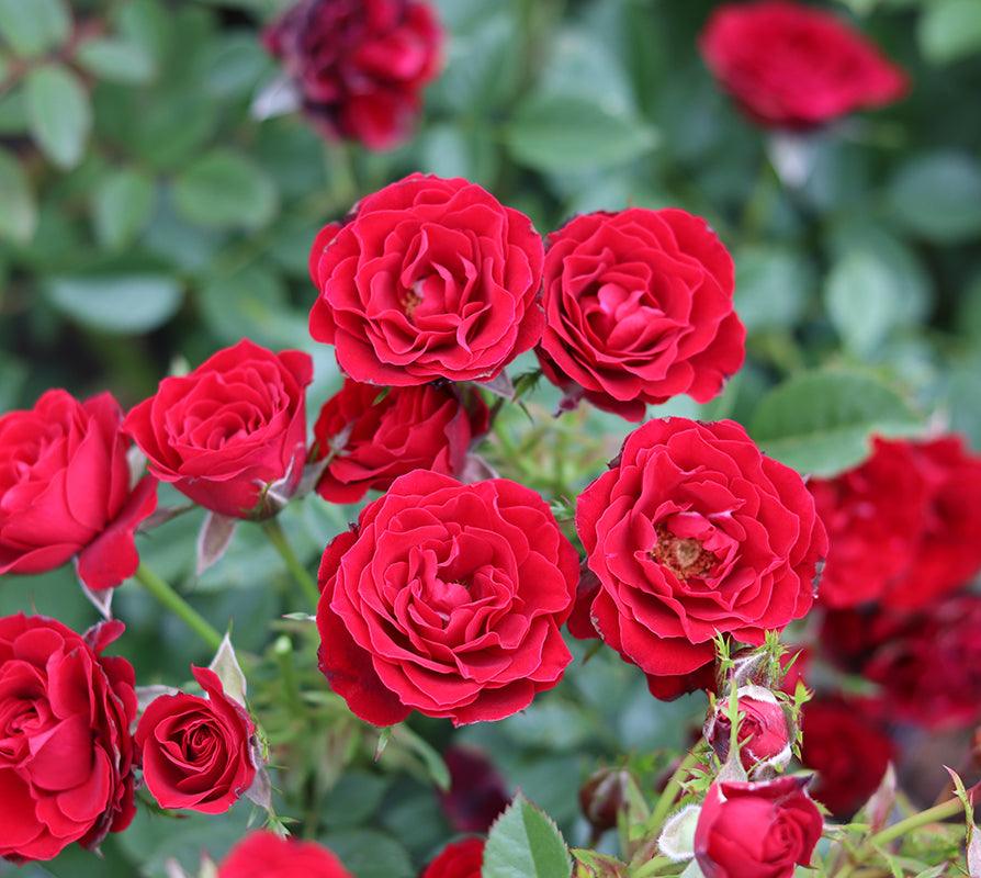 The Ruby Anniversary Rose (Patio) - Henry Street Nursery