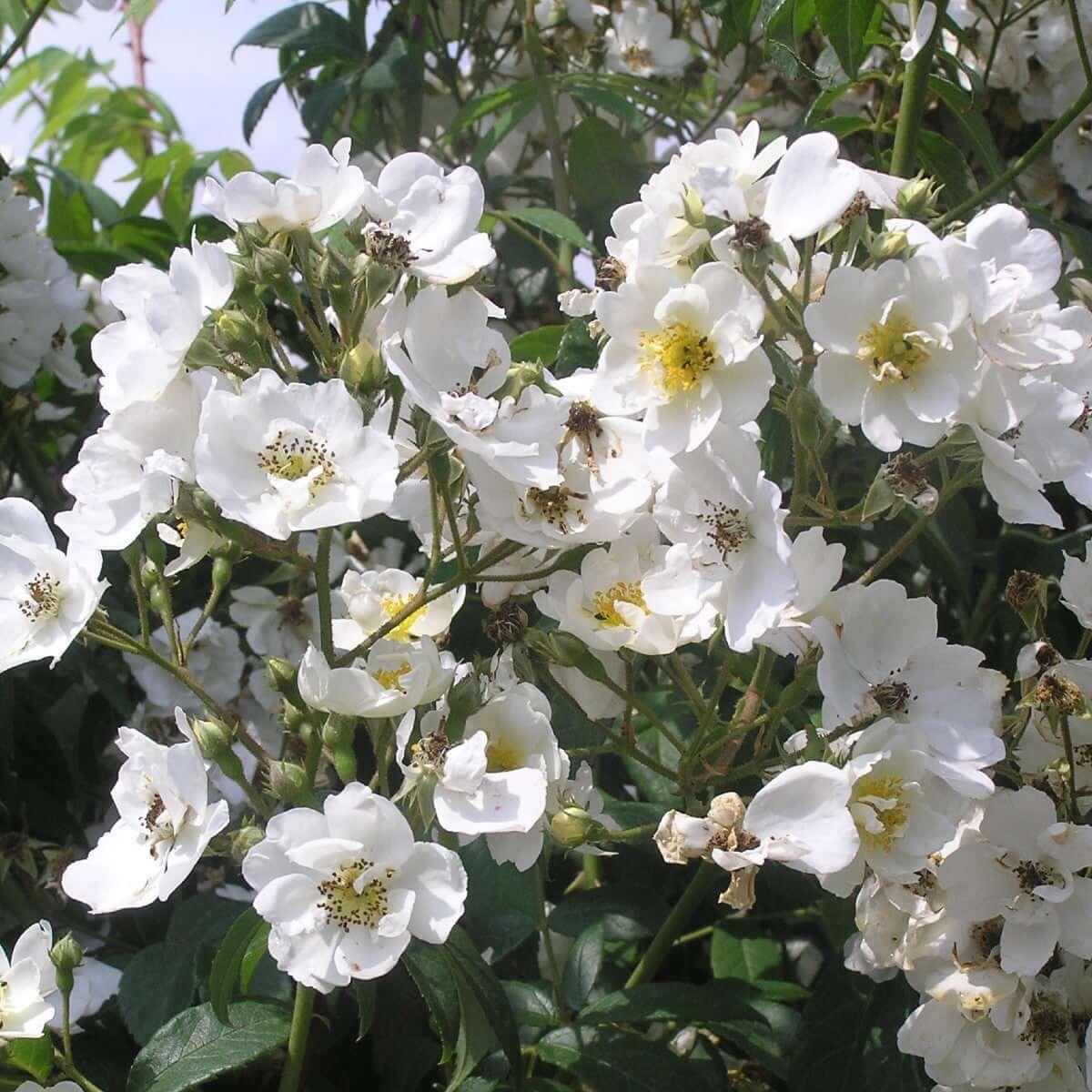 Rumbling Rector Róza Rambling Rector Rambling Rose |5.5ltr potted – Henry Street Nursery