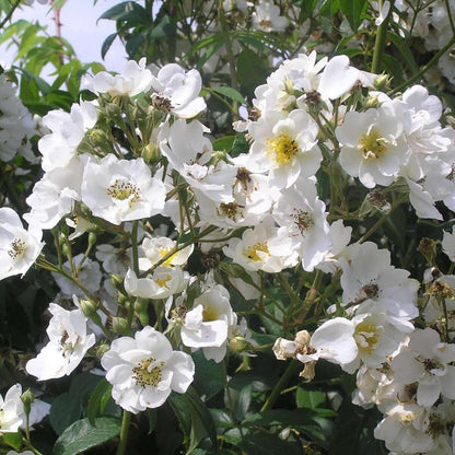 Rambling Rector (Rambler) - Henry Street Nursery