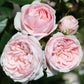 Silver Wishes Colour Pink   Gift OccasionAnniversary  Celebration Rose  Patio