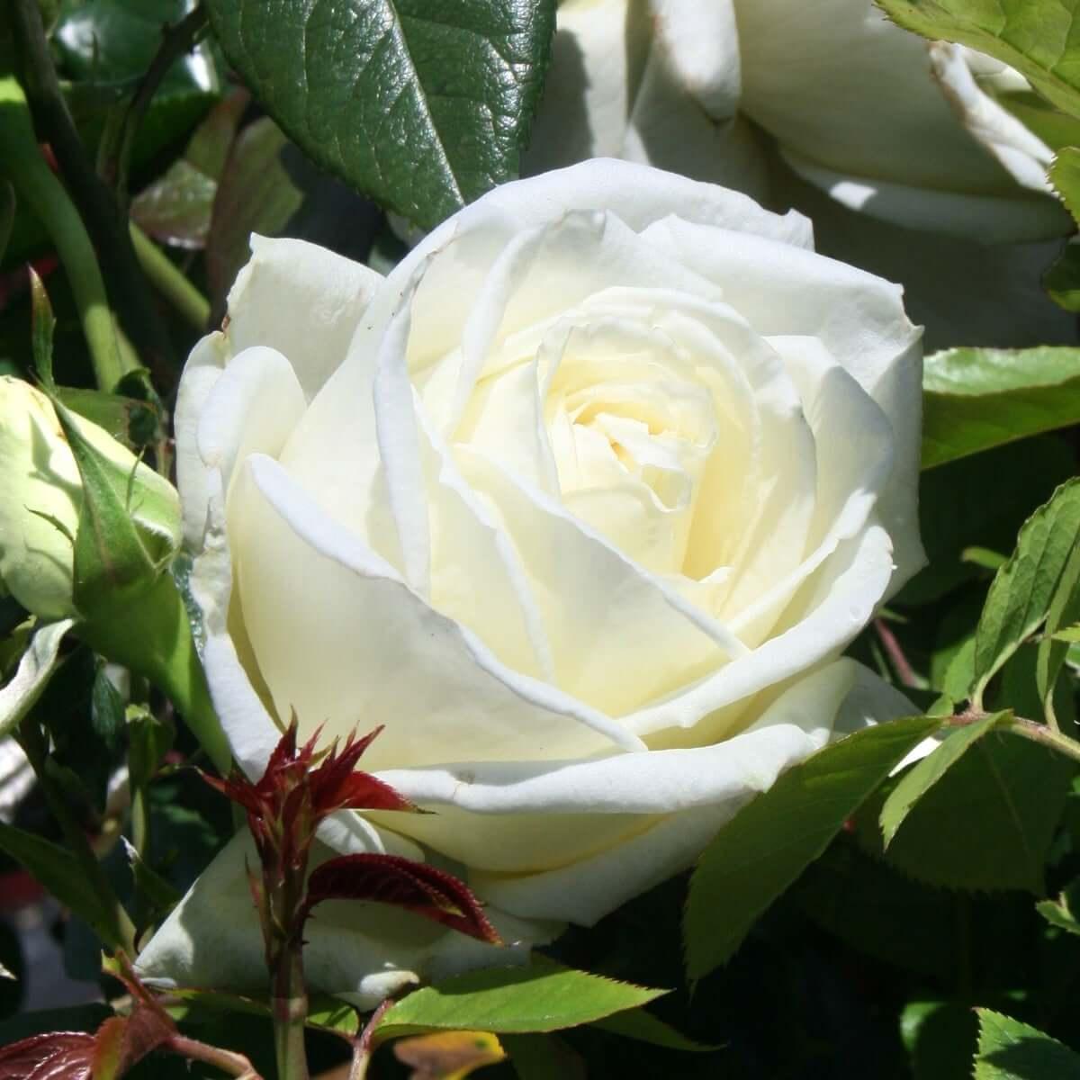 Buy White Roses | Henry Street Nursery